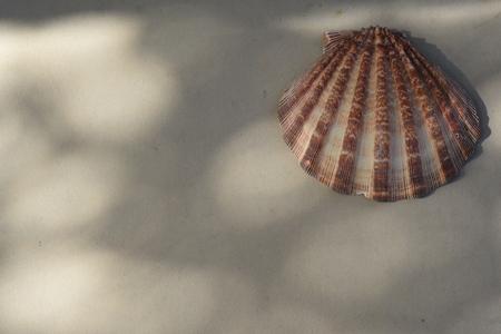 Shells isolated on white backgroundの写真素材