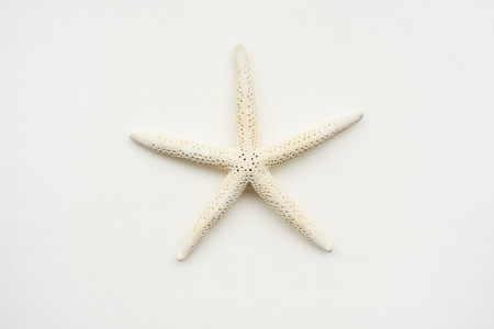 starfish isolated on white backgroundの写真素材