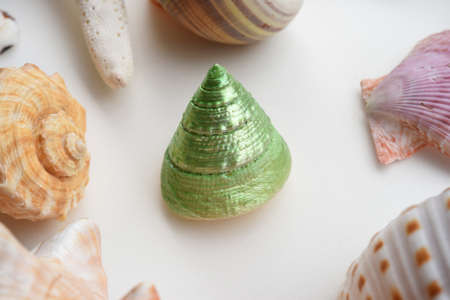 Shells isolated on white backgroundの写真素材