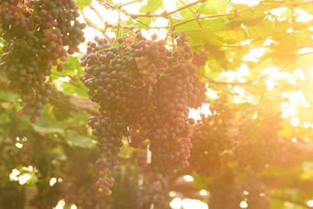 Red ripe grapes in the garden