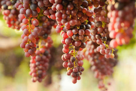 Red ripe grapes in the garden