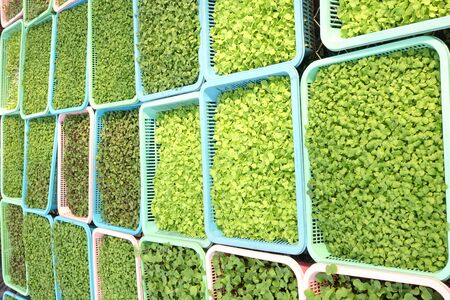 Growing organic vegetable farms for backgroundの写真素材