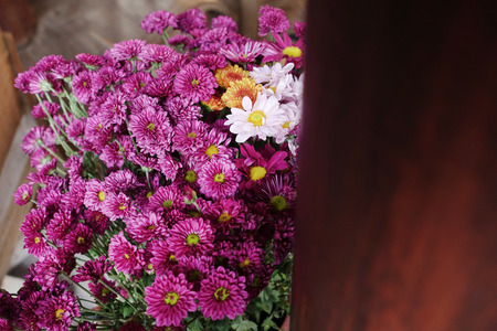 Beautiful chrysanthemum flower blooming in the gardenの写真素材