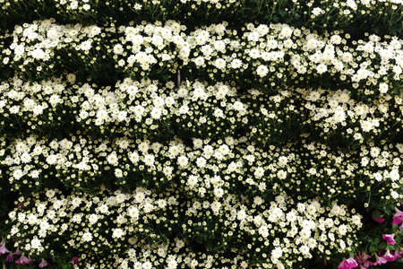 Beautiful flowers in the gardenの写真素材