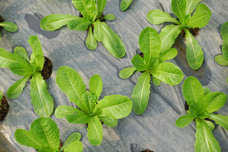 Growing organic vegetable farms for background