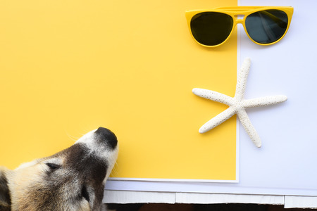 Cute dog with sunglasses and starfish for background