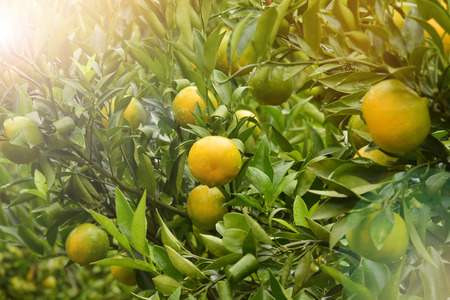 Close up of orange trees in the gardenの写真素材