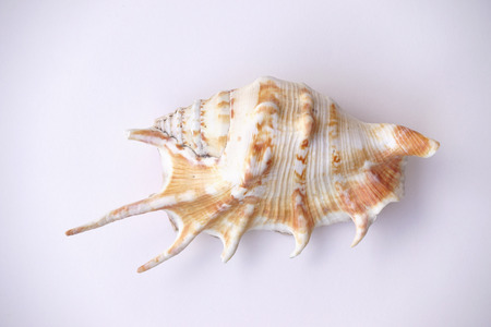 close up of seashell isolated on white backgroundの写真素材