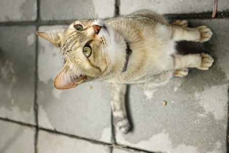 close up of cute cat lies on the floorの写真素材