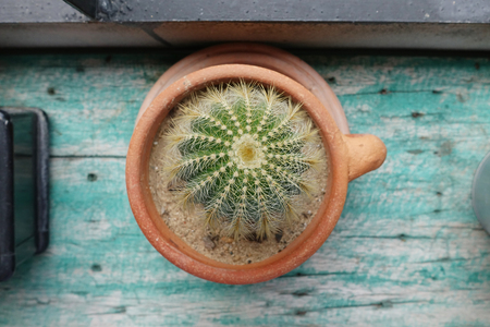Top view small green cactus plant in pot on wooden backgroundの写真素材