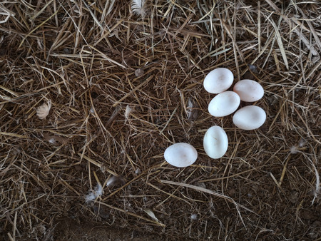 Duck's eggs lay on the straws