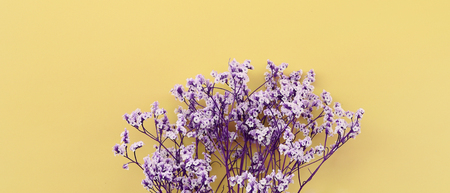 close up of purple flower on yellow backgroundの写真素材
