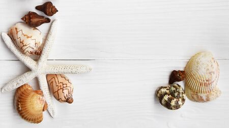 close up of seashell and starfish on white wooden background