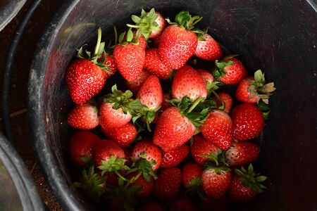 close up of strawberry in bucketの写真素材