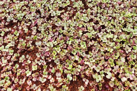 Growing organic vegetable farms for backgroundの写真素材