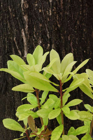Details of the nature for background