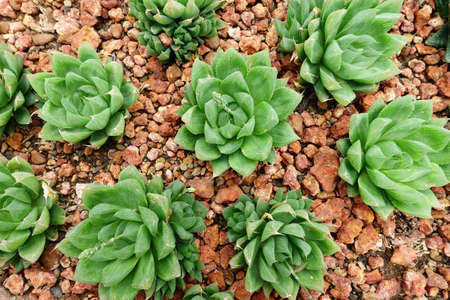 Close up of cactus plant in the garden