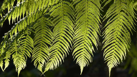 Close up of fern leaves