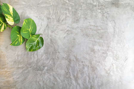 close up of green leaves on cement wall backgroundの写真素材