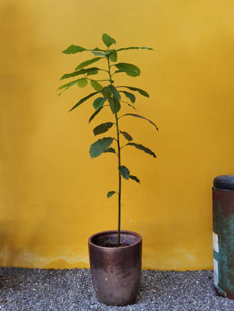 coffee plant in a pot on yellow wallの写真素材