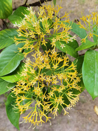 beautiful yellow ixora flower in natureの写真素材