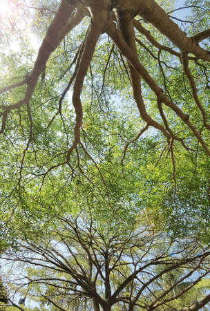 Landscape the big tree with nature backgroundの写真素材