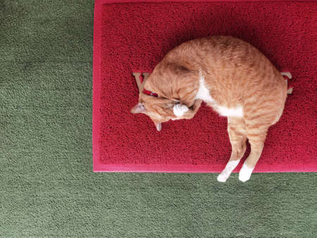 close up of cute cat lies on the floorの写真素材