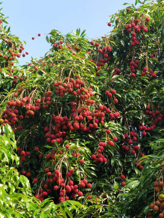 Ripe lychee fruits on tree in the plantationの写真素材
