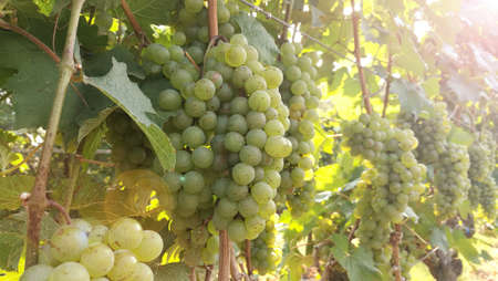 Vine and bunch of white grapes in garden
