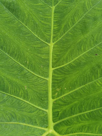 Details of the nature for backgroundの写真素材