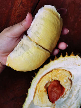 Durian fruit ripe for eaten in handの写真素材