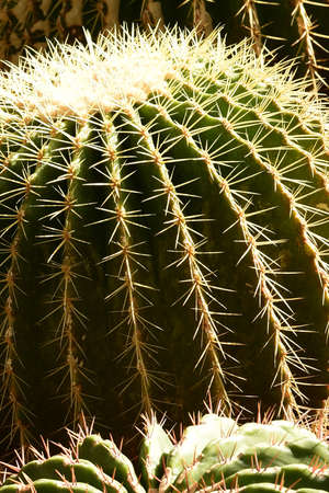 Close up of cactus plant in the gardenの写真素材