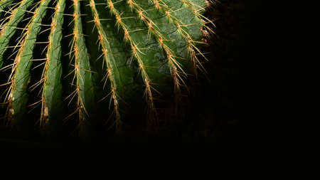Close up of cactus plant in the gardenの写真素材