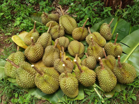 Top view of durian fruit on the floor