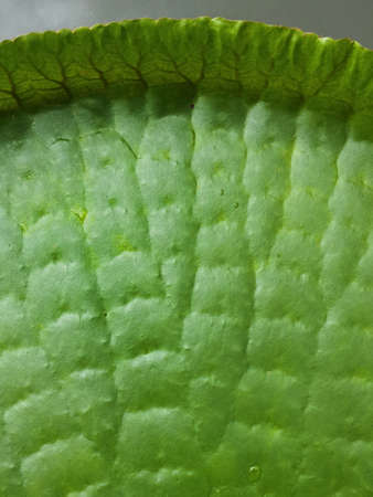 Victoria lotus leaves in the pondの写真素材