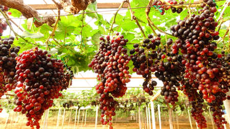 Red ripe grapes in the gardenの写真素材