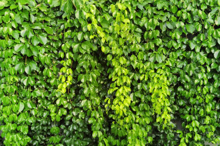 Details of the nature for backgroundの写真素材