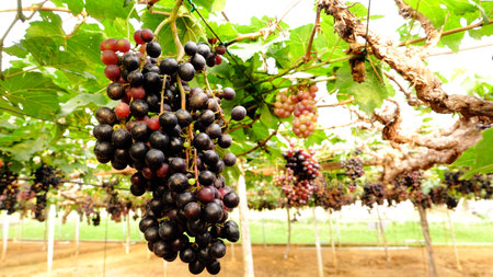 Red ripe grapes in the gardenの写真素材