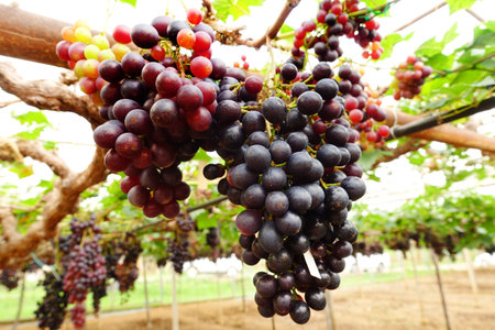 Red ripe grapes in the gardenの写真素材