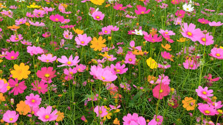 beautiful cosmos flowers in the gardenの写真素材