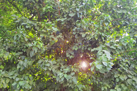 Landscape the big tree with nature backgroundの写真素材
