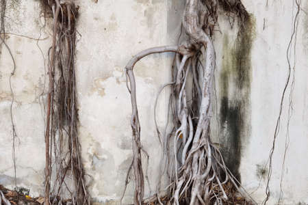 Close up of root tree on the old wall