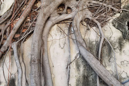 Close up of root tree on the old wallの写真素材