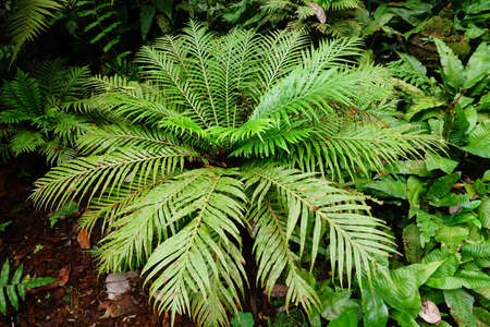 close up of tree with green leaf in the gardenの写真素材