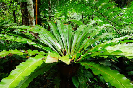 close up of tree with green leaf in the gardenの写真素材