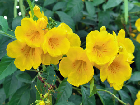 close up of beautiful yellow flower in the gardenの写真素材