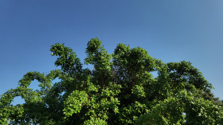 Landscape the big tree with nature backgroundの写真素材