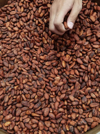 close up of drying cocoa beans for backgroundの写真素材