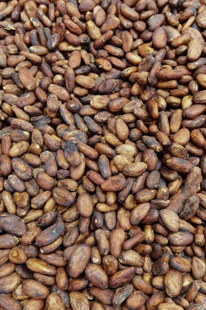close up of drying cocoa beans for backgroundの写真素材