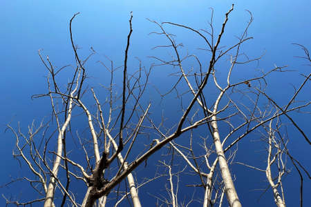 Branches dry tree with blue sky for backgroundの写真素材